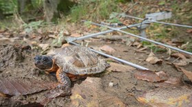 Susquehannock Wildlife Society in Harford County is working to protect and restore Maryland’s wood turtle population. This turtle species is threatened by habitat destruction, deforestation, sedimentation of streams, cars, nest predation, and poaching for the illegal pet trade.