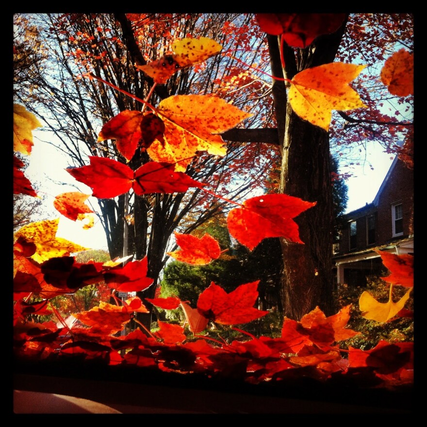 To survive, trees drain their leaves of chlorophyll into places like trunks and roots as the temperatures drop  ... which makes fall colors appear.Photo: Melissa Gerr