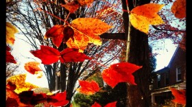 Leaves draintheir chlorophyll as temperatures drop ... and make fall colors appear. Photo: Melissa Gerr