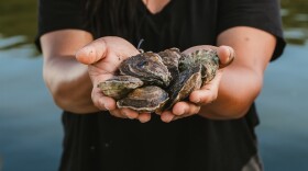 Imani Black is an up-and-coming oyster farmer involved in the Chesapeake Bay's aquaculture sector.