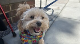 While the event only took about half an hour, the dogs and residents seemed to be having a fun time. Photo by Scott Maucione/WYPR.