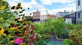 Locust Point Community Garden faces an uncertain future at the hands of Under Armour.