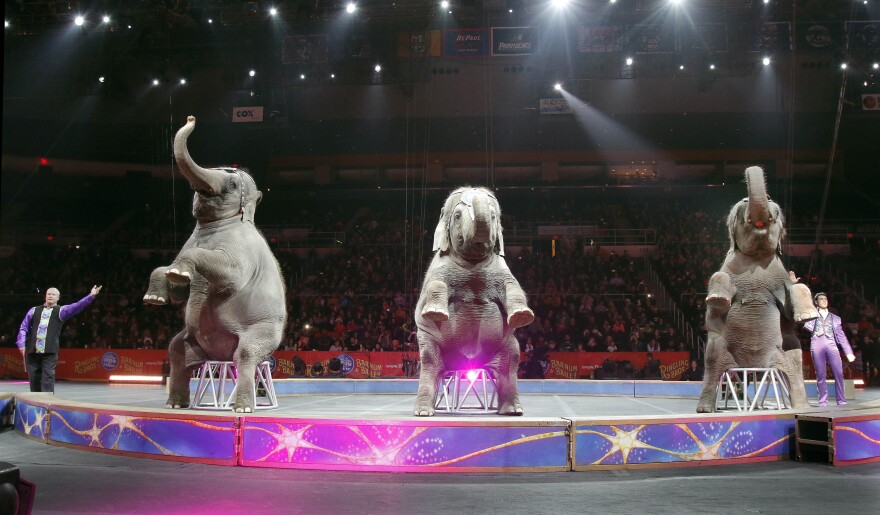 Asian elephants perform for the final time in the Ringling Bros. and Barnum & Bailey Circus, Sunday, May 1, 2016, in Providence, R.I. The circus closes its own chapter on a controversial practice that has entertained audiences since circuses began in America two centuries ago. The animals will live at the Ringling Bros. 200-acre Center for Elephant Conservation in Florida. (AP Photo/Bill Sikes)