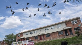 Pigeons fly over the site of a mass shooting incident in the Southern District of Baltimore, Monday, July 3, 2023. Police say a number of people were killed and dozens of others were wounded in a shooting that took place during a block party just after midnight on Sunday. (AP Photo/Nathan Howard)