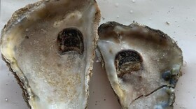 Two oyster shells with holes from boring sponge attacks. The shell on the right has blister marks from the mud blister worm. These came from an adult oyster in the Harris Creek sanctuary in the Choptank River. Credit: Zofia Anchondo.