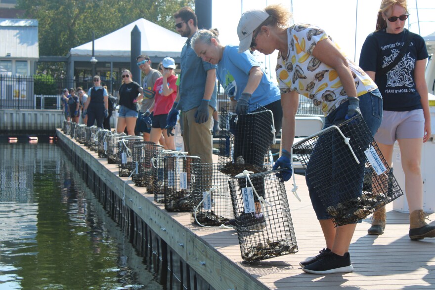 Volunteers line up oyster cages at Lighthouse Point Marina in Canton. Photo by Valerie Keefer/ Chesapeake Bay Foundation 