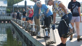 Volunteers line up oyster cages at Lighthouse Point Marina in Canton.