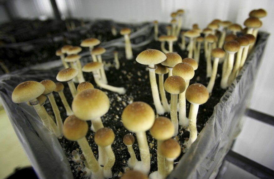 FILE - In this Aug. 3, 2007, file photo magic mushrooms are seen in a grow room at the Procare farm in Hazerswoude, central Netherlands. Magic mushrooms and other psychedelic plants and fungi are now effectively decriminalized in Ann Arbor, Mich., at least in terms of city police enforcement priority. City Council voted unanimously Monday night, Sept. 21, 2020 in favor of a resolution declaring it's the city's lowest law enforcement priority to investigate and arrest anyone for planting, cultivating, purchasing, transporting, distributing, engaging in practices with or possessing entheogenic plants or plant compounds. (AP Photo/Peter Dejong, File)