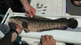 A northern snakehead fish. Photo courtesy of Billings Brett, U.S. Fish and Wildlife Service, Public domain, via Wikimedia Commons