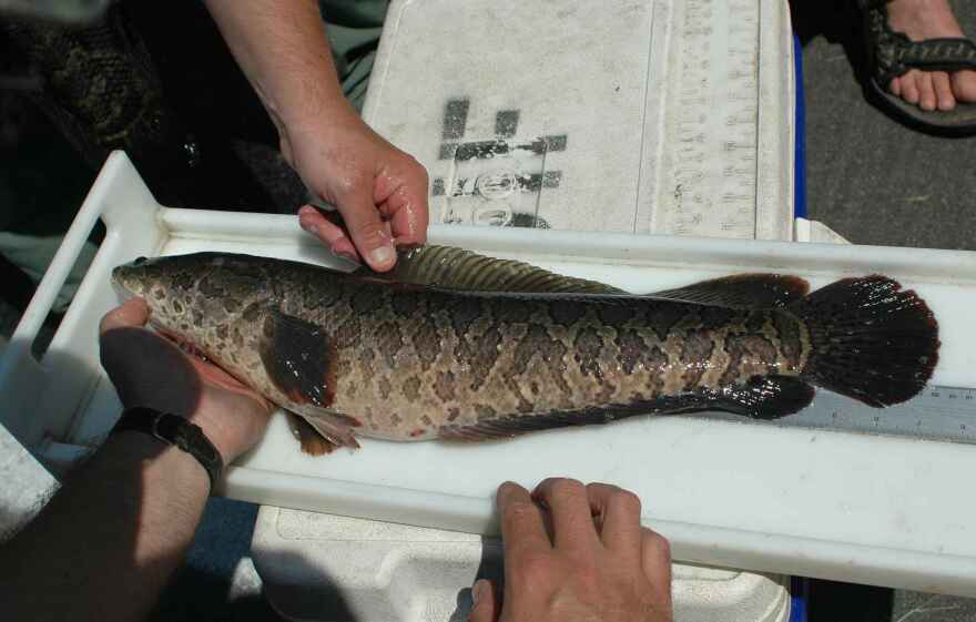 A northern snakehead fish. Photo courtesy of Billings Brett, U.S. Fish and Wildlife Service, Public domain, via Wikimedia Commons