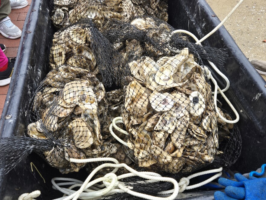 Bags of spat and shells are ready to be distributed into cages where they will live for the next nine months as they grow.