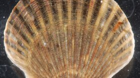 Argopecten irradians, bay scallop, 36mm. Cobb Bay, Northampton County, Virginia. Photo by Robert Aguilar, Smithsonian Environmental Research Center, CC BY 2.0 <https://creativecommons.org/licenses/by/2.0>, via Wikimedia Commons