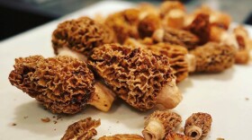 Wild Oregon blonde morels. Credit - @chefwolf/Instagram